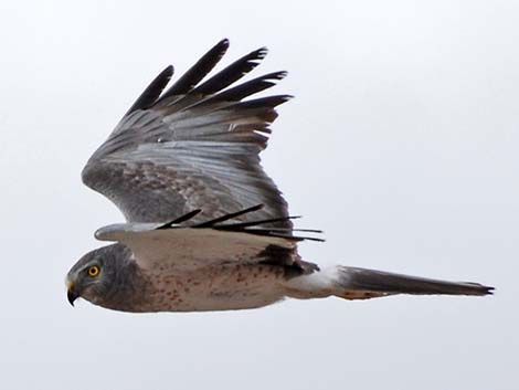 Northern Harrier (Circus cyaneus)