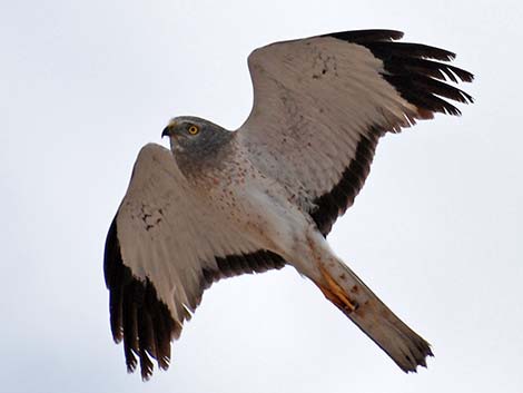 Northern Harrier (Circus cyaneus)