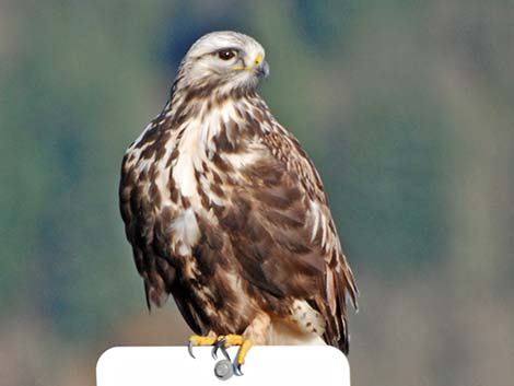 Rough-legged Hawk (Buteo lagopus)