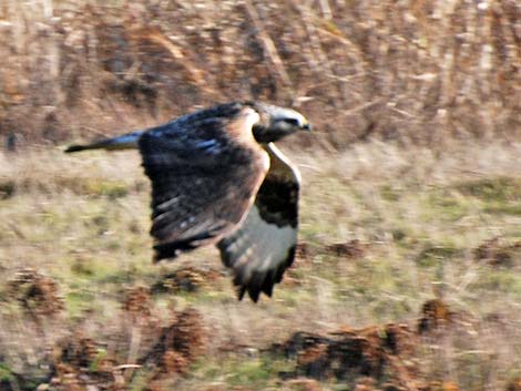 Rough-legged Hawk (Buteo lagopus)