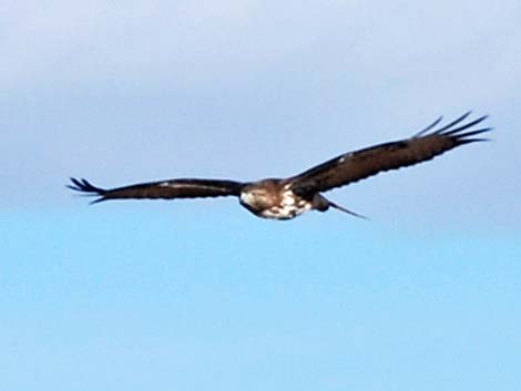 Rough-legged Hawk (Buteo lagopus)