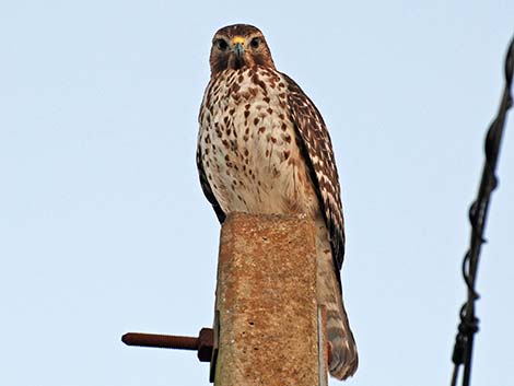 Red-shouldered Hawk (Buteo lineatus)