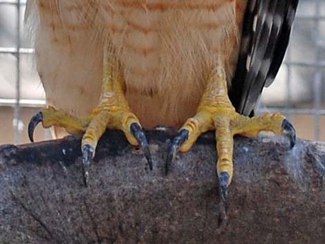 Red-shouldered Hawk (Buteo lineatus)