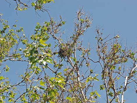 Red-shouldered Hawk (Buteo lineatus)