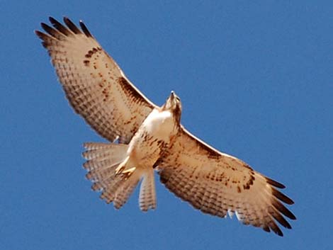 Red-tailed Hawk (Buteo jamaicensis)