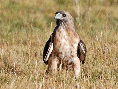 Red-tailed Hawk (Buteo jamaicensis)