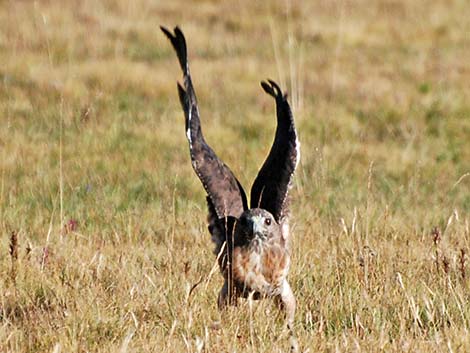 Red-tailed Hawk (Buteo jamaicensis)