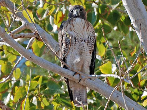 Red-tailed Hawk (Buteo jamaicensis)