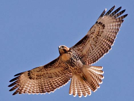 Red-tailed Hawk (Buteo jamaicensis)