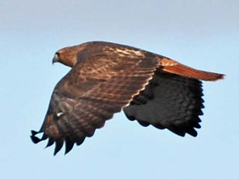 Red-tailed Hawk