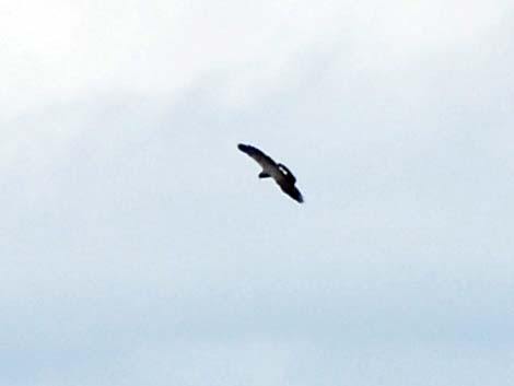 Hook-billed Kite (Chondrohierax uncinatus)