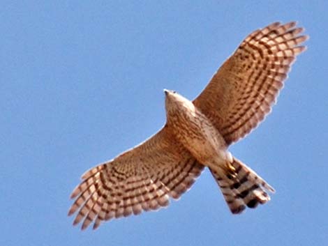 Sharp-shinned Hawk (Accipiter striatus)