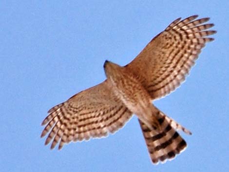 Sharp-shinned Hawk (Accipiter striatus)