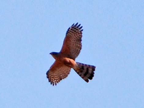 Sharp-shinned Hawk (Accipiter striatus)