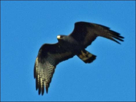 Zone-tailed Hawk (Buteo albonotatus)