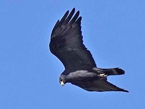 Zone-tailed Hawk (Buteo albonotatus)