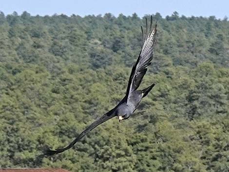 Zone-tailed Hawk (Buteo albonotatus)