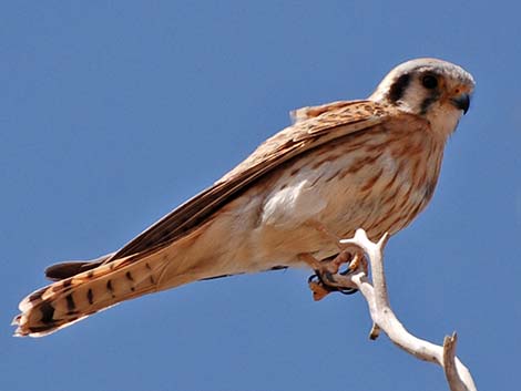 American Kestrel (Falco sparverius)