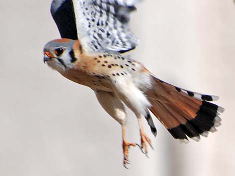 American Kestrel (Falco sparverius)