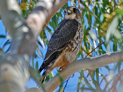 Merlin (Falco columbarius)