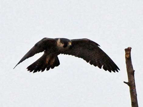 Peregrine Falcon (Falco peregrinus)