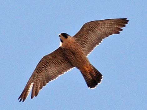 Peregrine Falcon (Falco peregrinus)