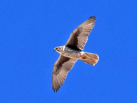 Prairie Falcon (Falco mexicanus)