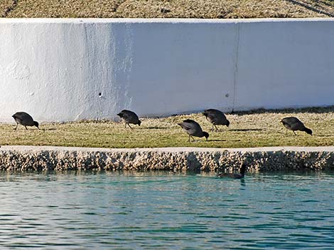 American Coot (Fulica americana)