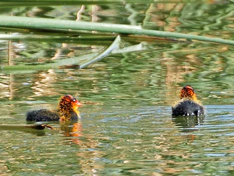 American Coot (Fulica americana)