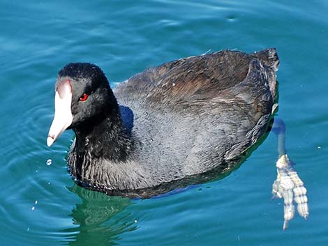 American Coot (Fulica americana)