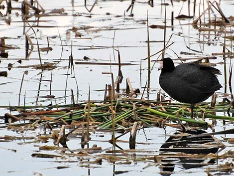 American Coot (Fulica americana)