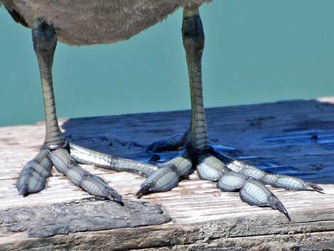 American Coot (Fulica americana)