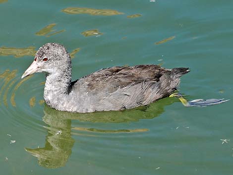 American Coot (Fulica americana)