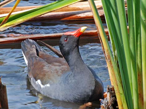 Common Gallinule (Gallinula galeata)