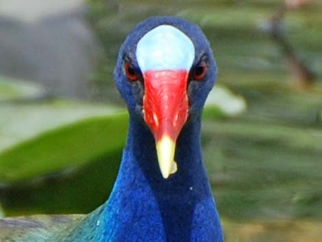 Purple Gallinule (Porphyrio martinicus)