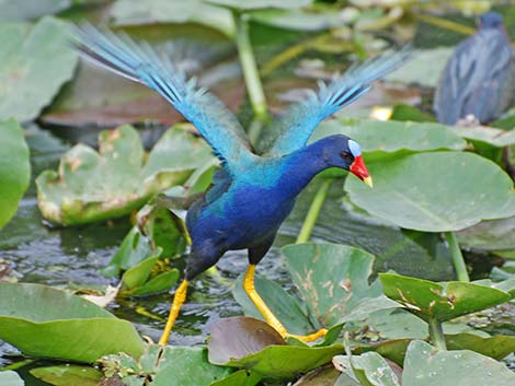 Purple Gallinule (Porphyrio martinicus)