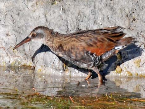 Virginia Rail (Rallus limicola)