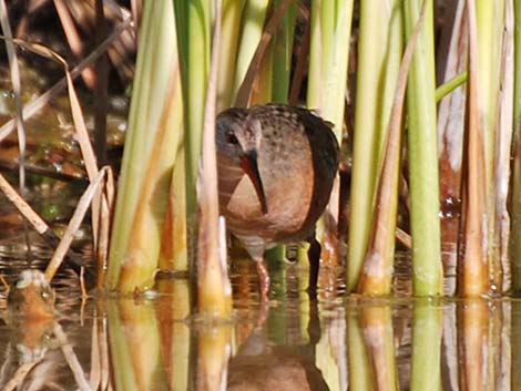 Virginia Rail (Rallus limicola)