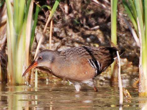 Virginia Rail (Rallus limicola)