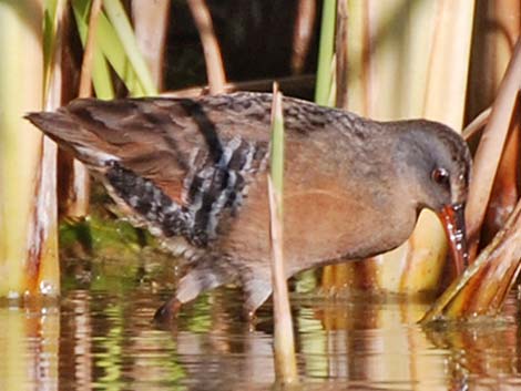 Virginia Rail (Rallus limicola)