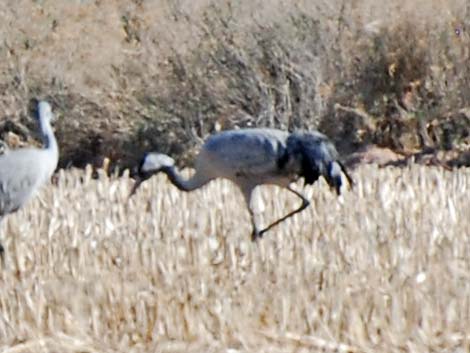 Common Crane (Grus grus)