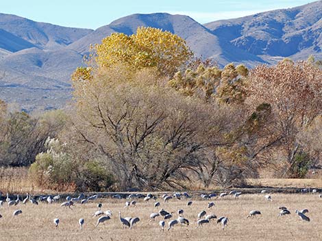 Sandhill Crane (Grus canadensis)