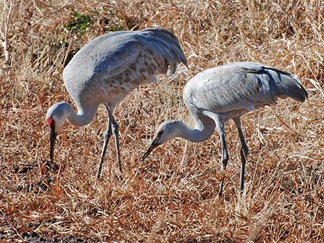 sandhill crane