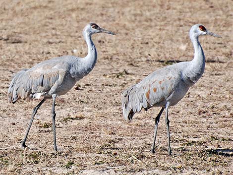 Sandhill Crane (Grus canadensis)