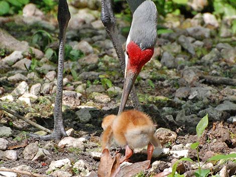 Sandhill Crane (Grus canadensis)