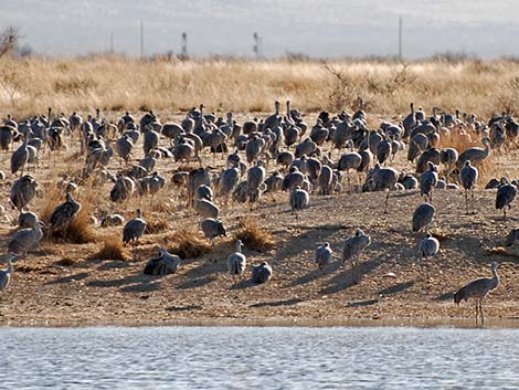 Sandhill Crane (Grus canadensis)