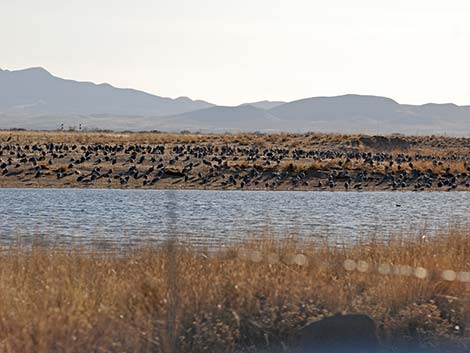 Sandhill Crane (Grus canadensis)