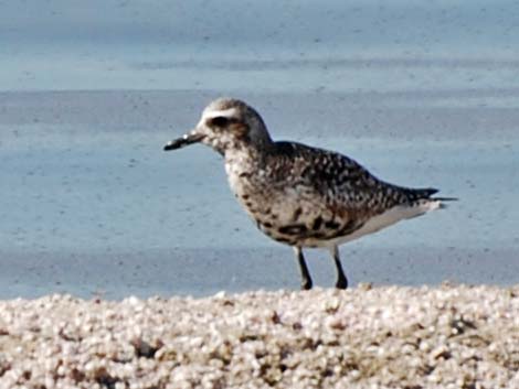 Black-bellied Plover (Pluvialis squatarola)