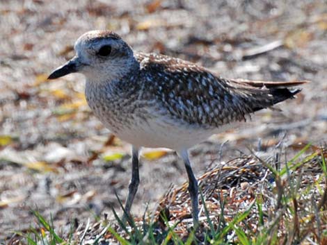 Black-bellied Plover (Pluvialis squatarola)