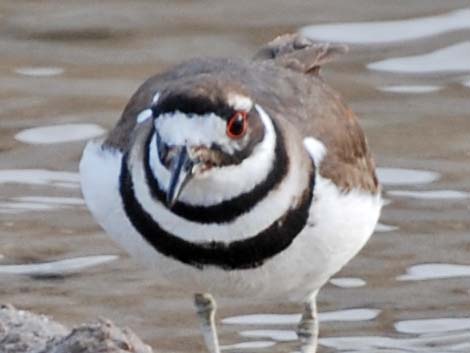 Killdeer (Charadrius vociferus)